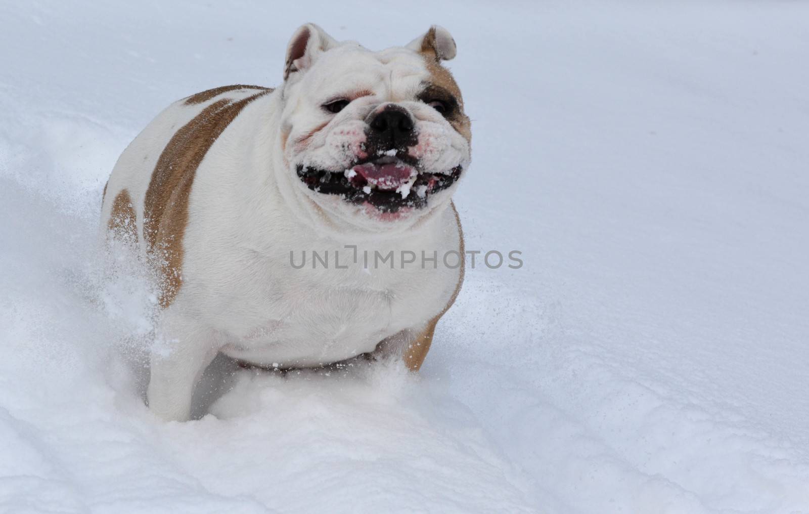 bulldog playing outside in the snow