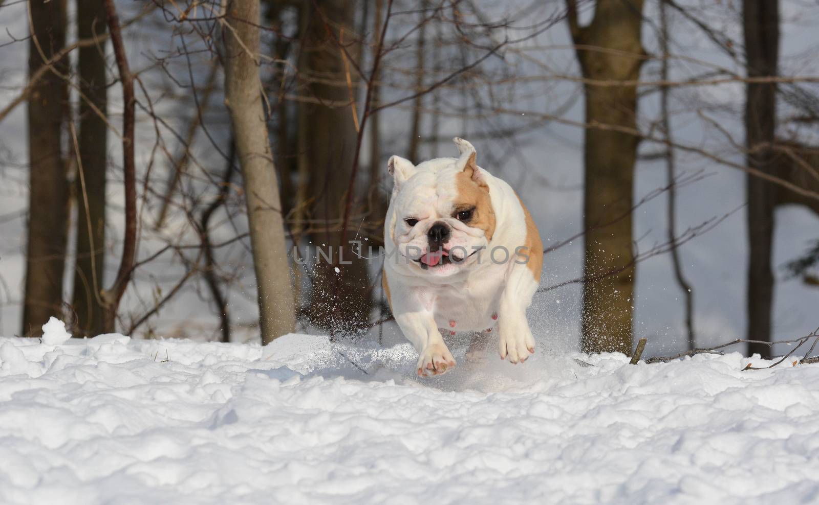 bulldog running in the snow by willeecole123