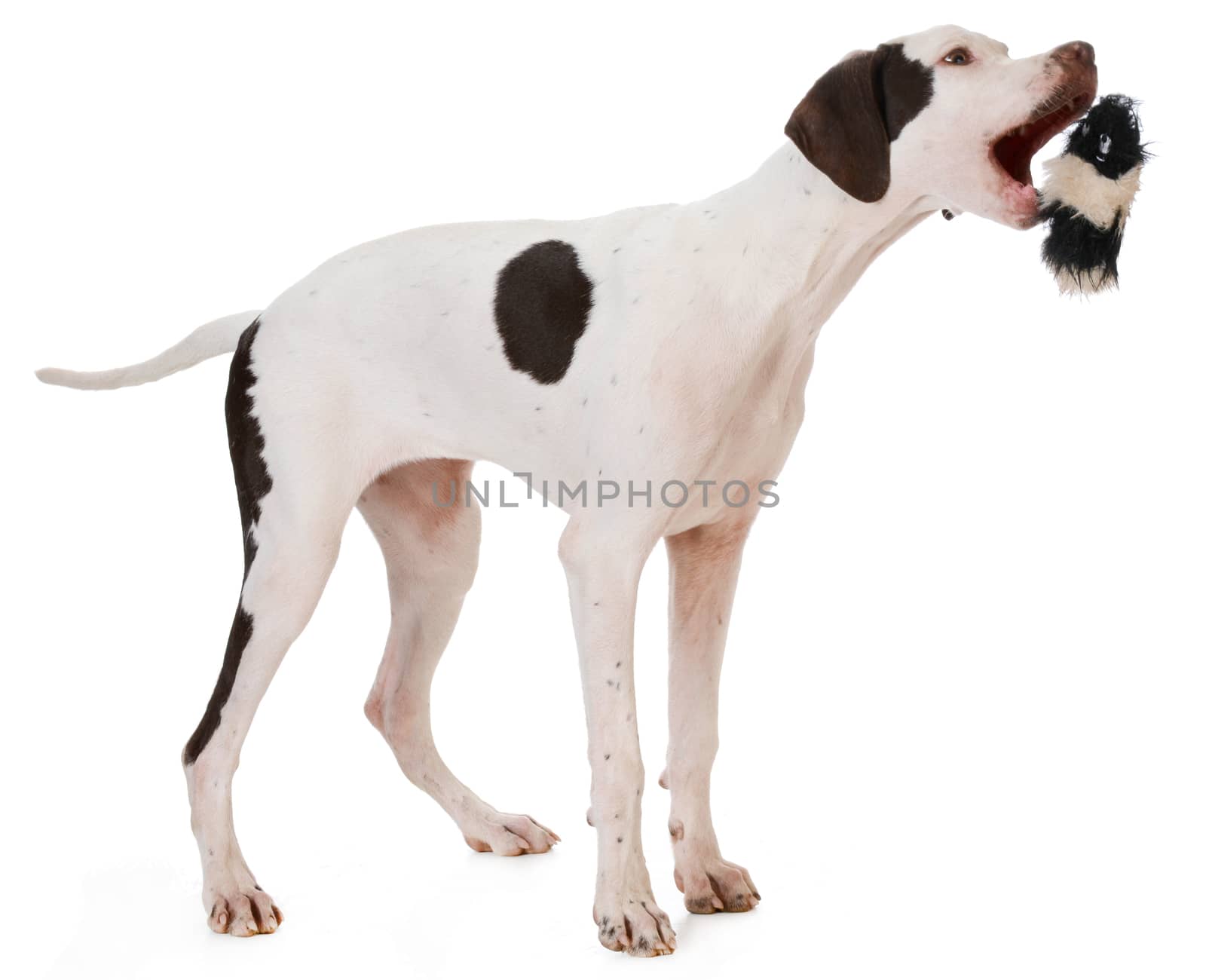 pointer puppy playing on white background