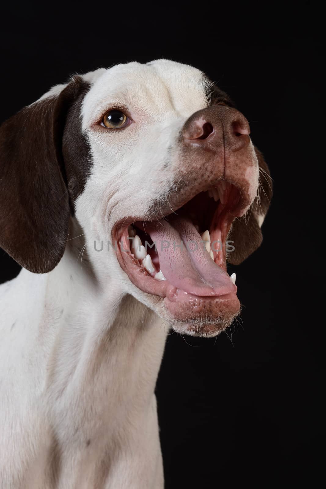 english pointer puppy smiling on black background