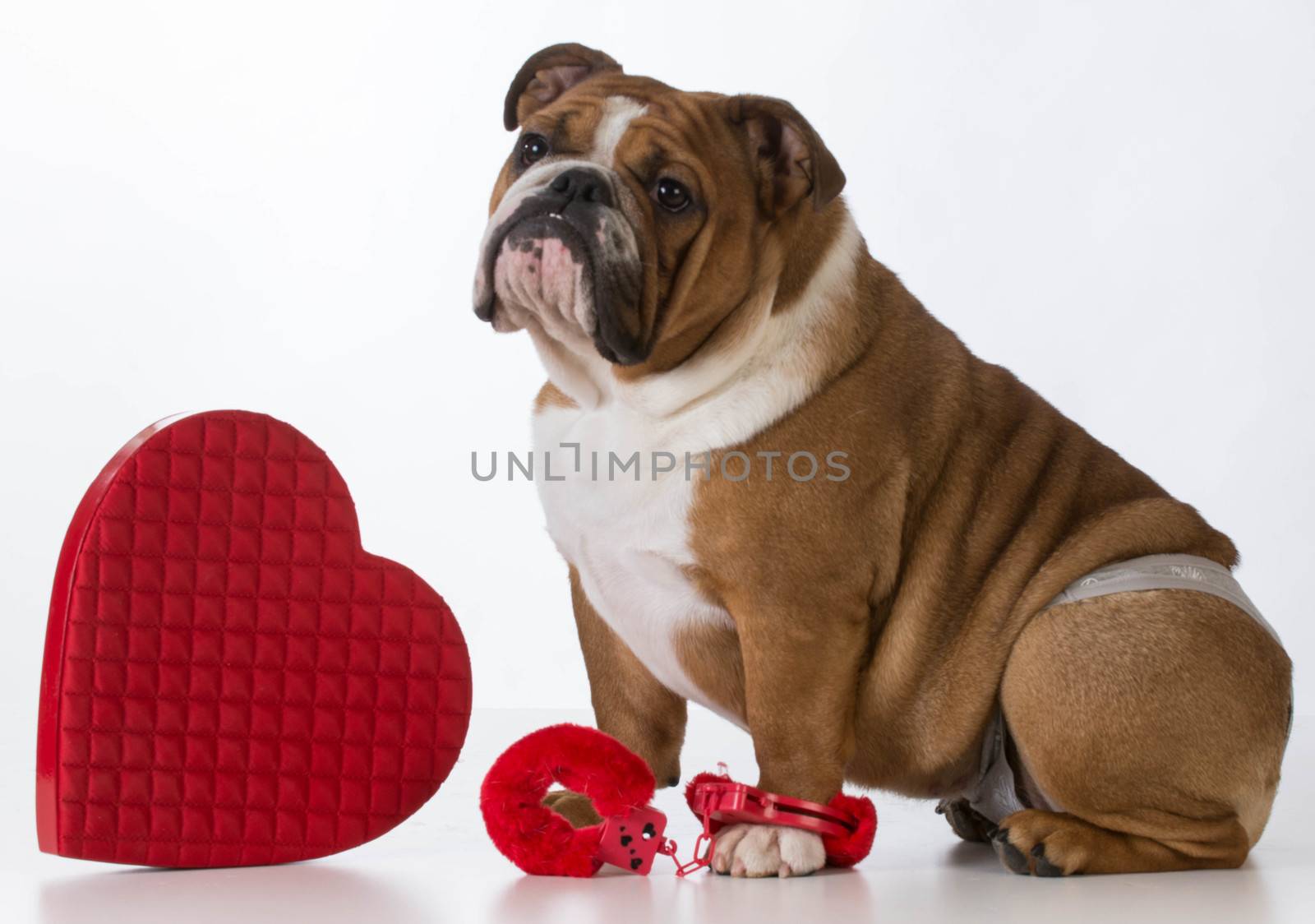valentines day dog - english bulldog dressed up on white background