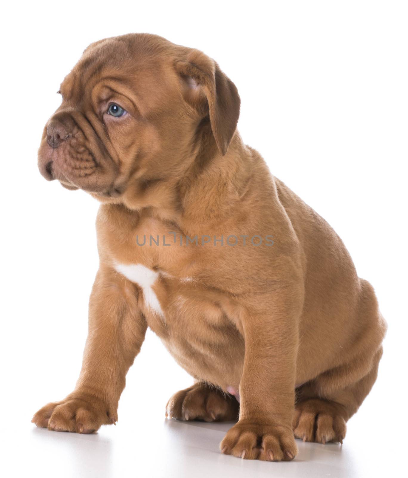 cute puppy - dogue de bordeaux puppy sitting on white background - 5 weeks old