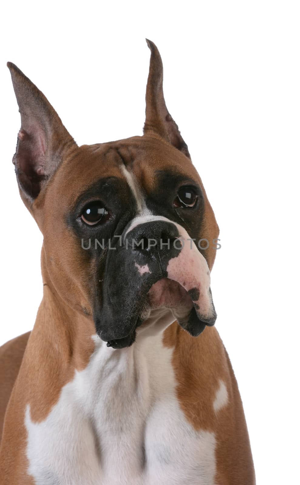 purebred boxer by willeecole123