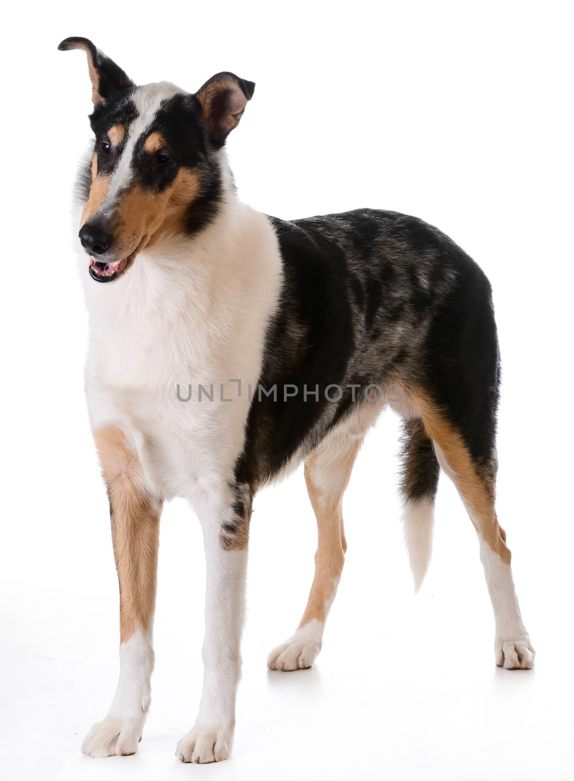 smooth haired collie standing on white background