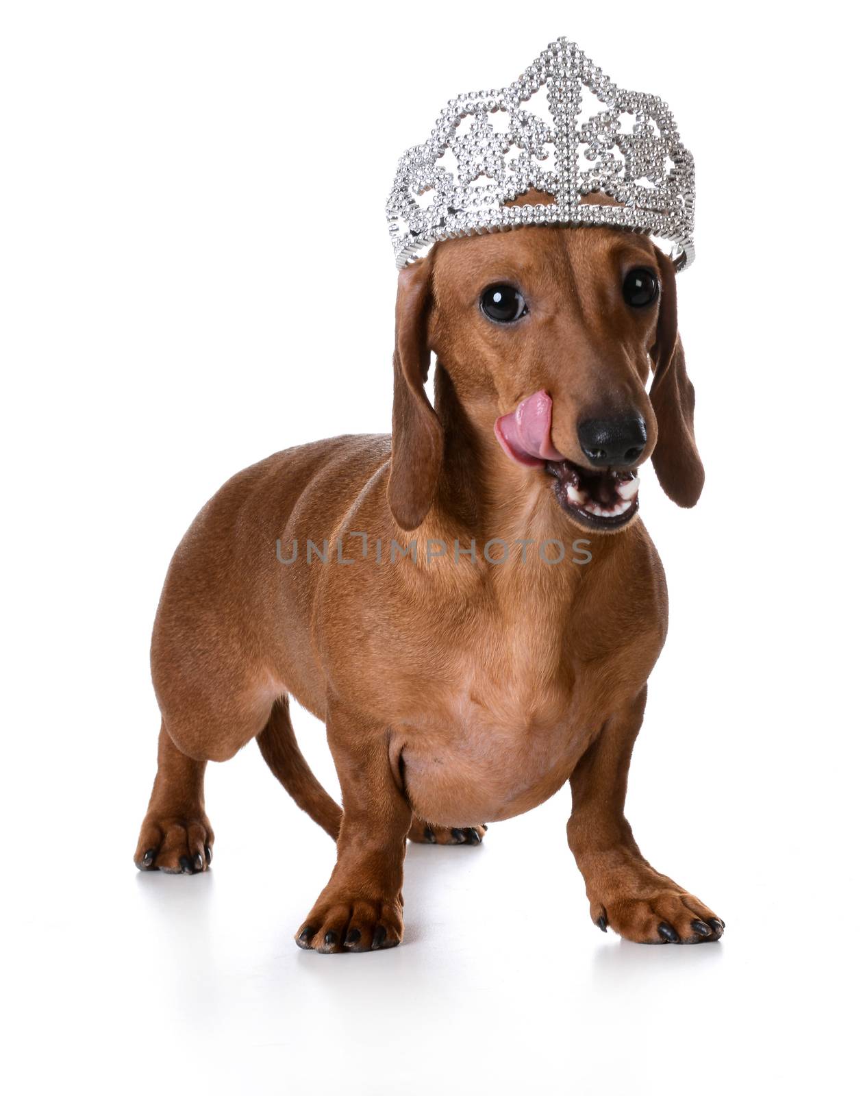 spoiled dog - miniature dachshund wearing tiara licking lips on white background