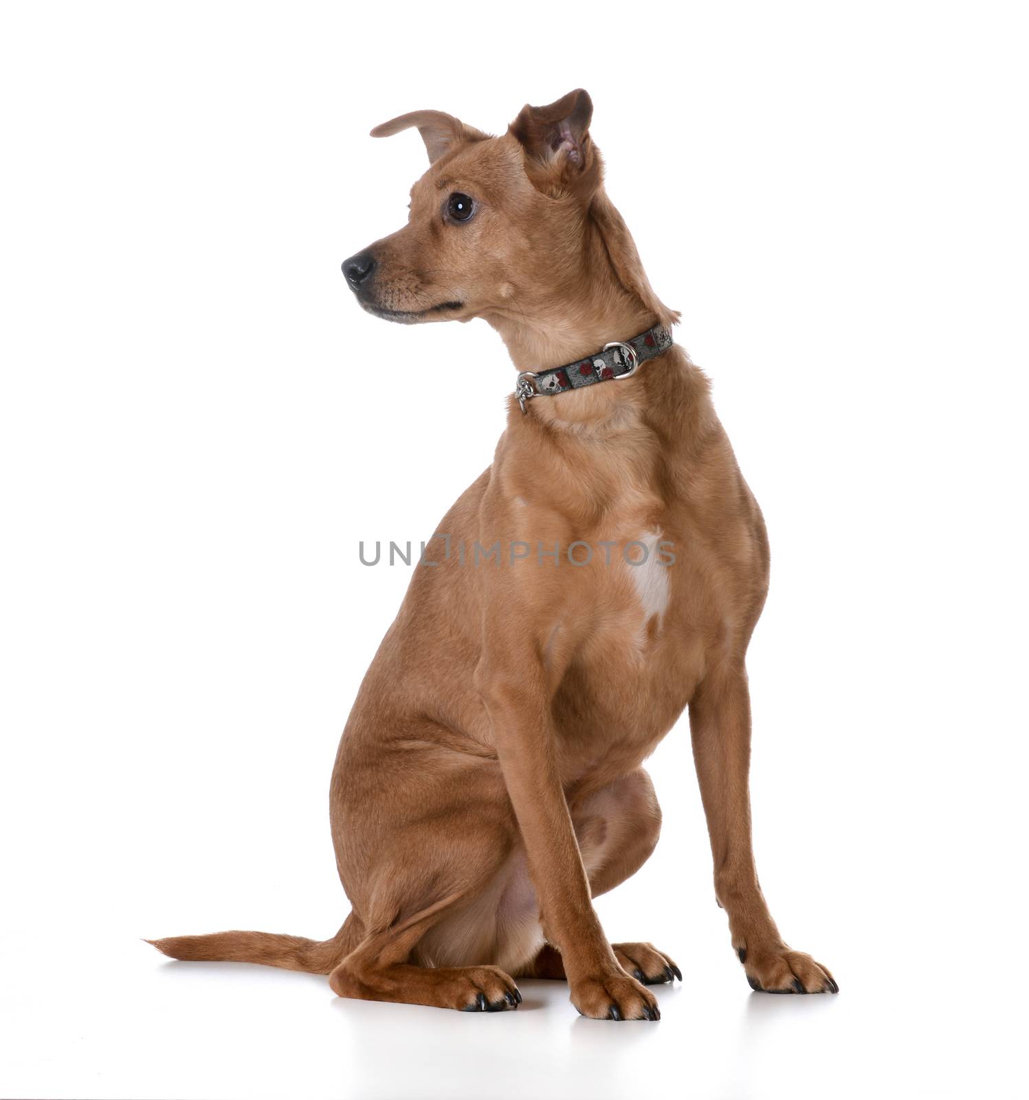 mixed breed dog sitting on white background