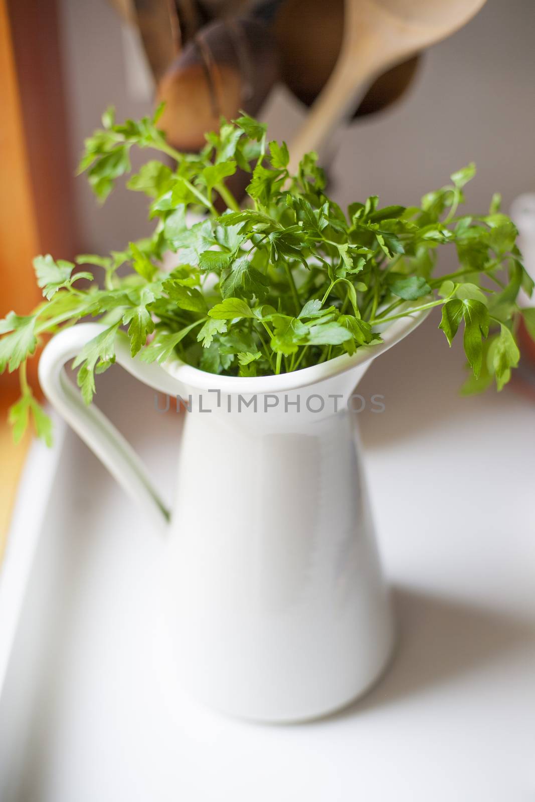 natural parsley twigs in traditional rustic white jug with handle in the kitchen