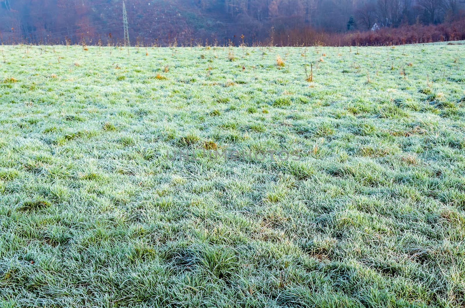 Frozen grass on a large meadow. Recording after night frost.