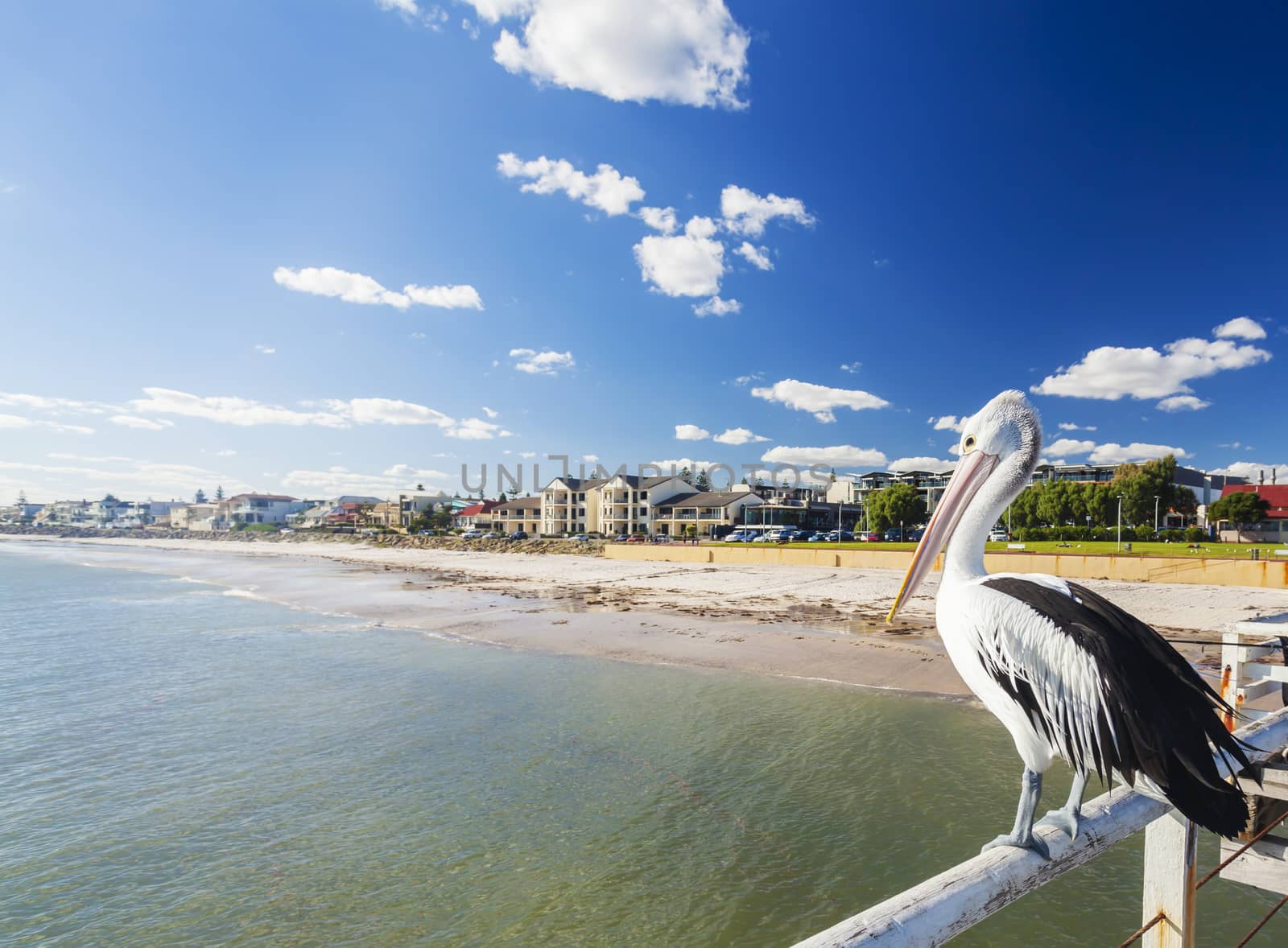 Pelican at a jetty in a beachside suburb in Adelaide, South Australia