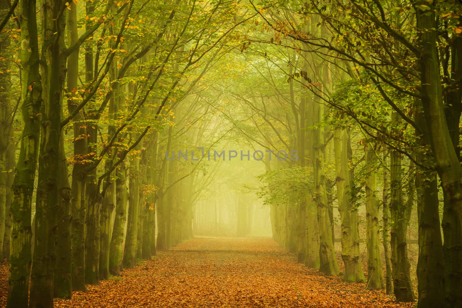 Green beech trees along a forest path in the fog creating a tunnel towards the light.