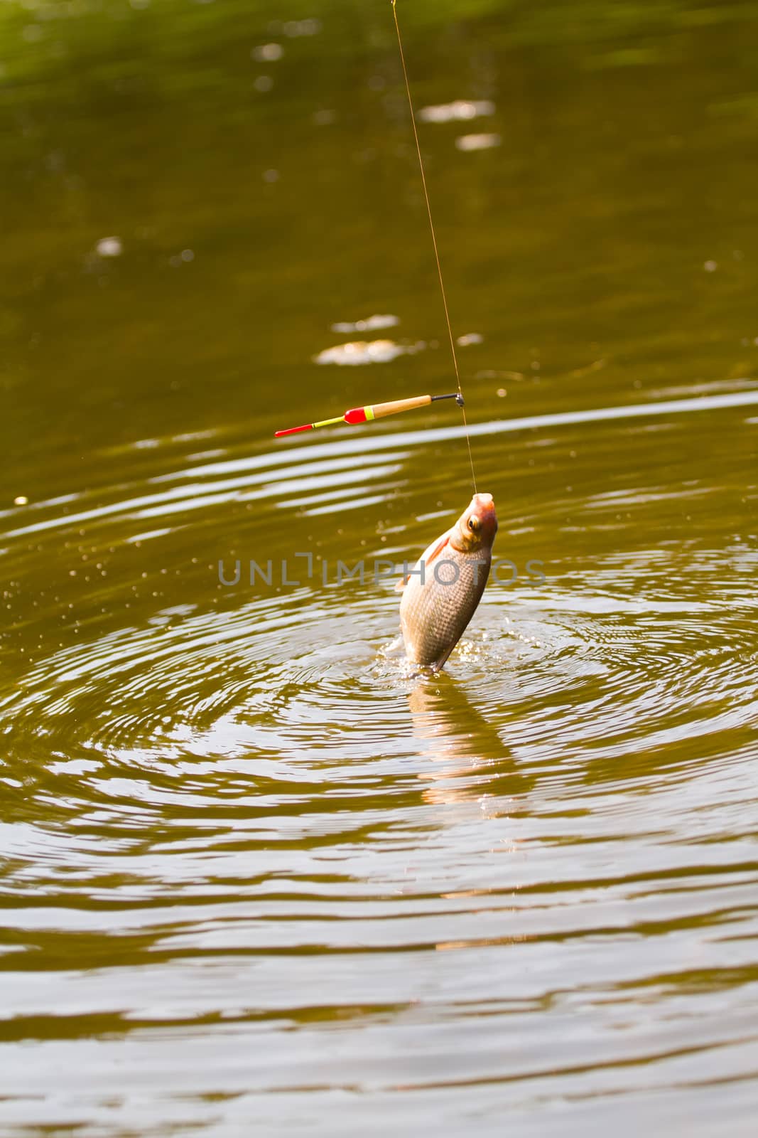 summer fishing bream in lake during day