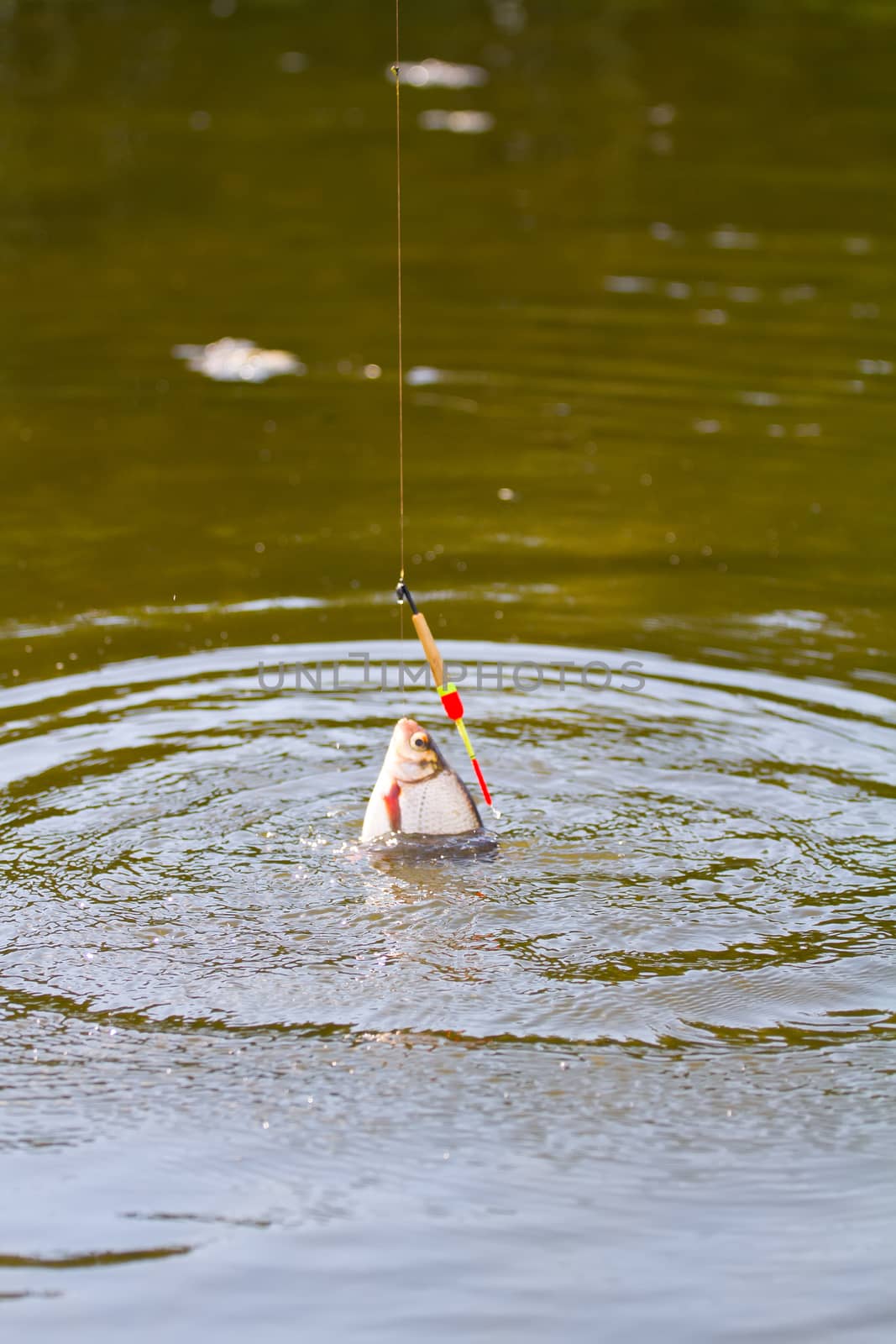 summer fishing bream in lake during day