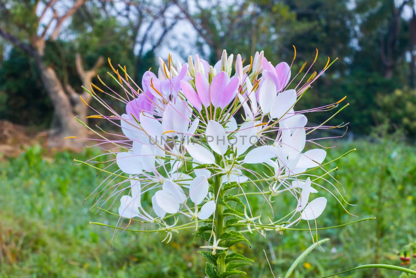 spider flower by a3701027