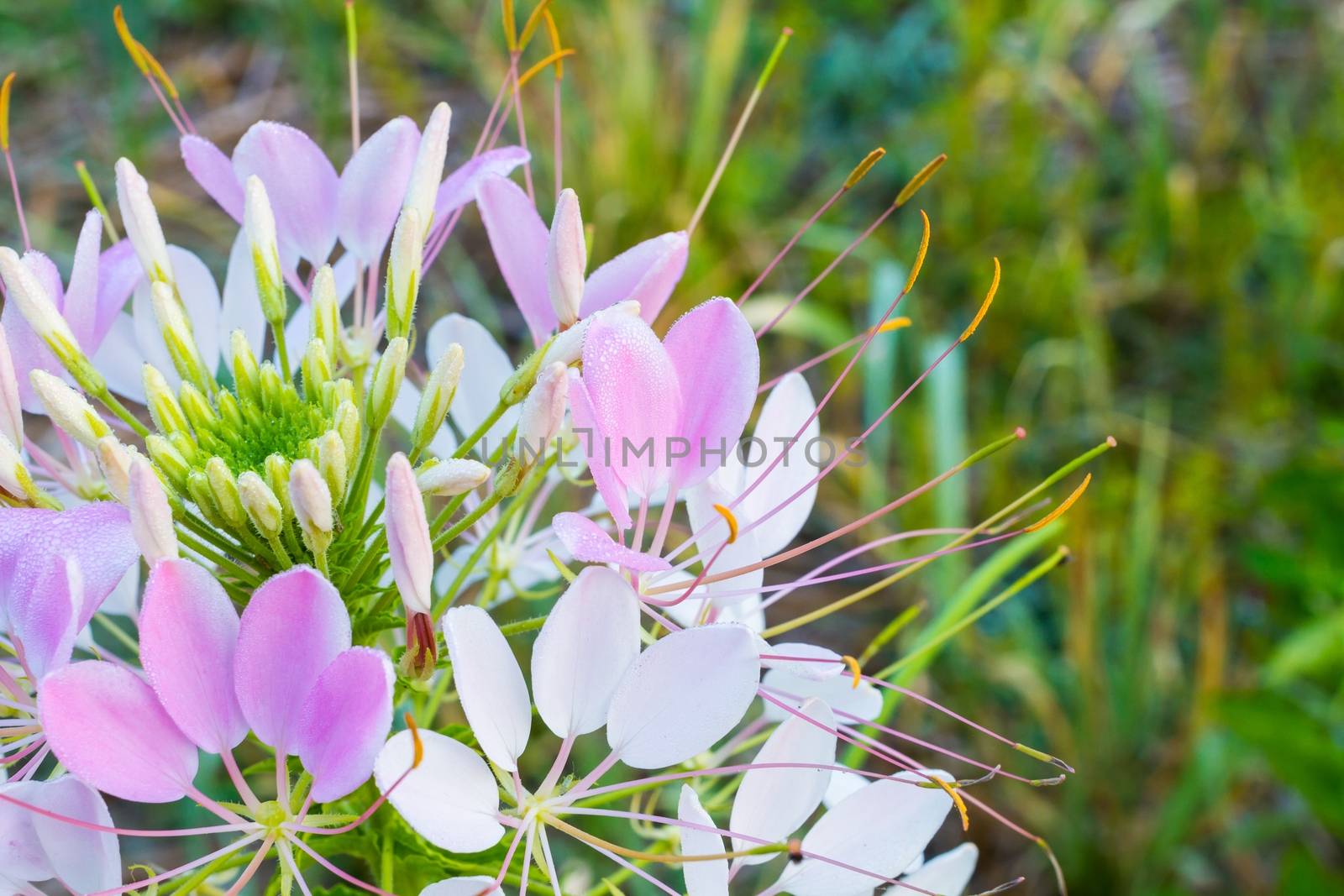 close-up Cleome flower (Cleome hassleriana) ,spider flowers, spider plants, spider weeds, soft focus, copyspace on the right, shallow depth of field