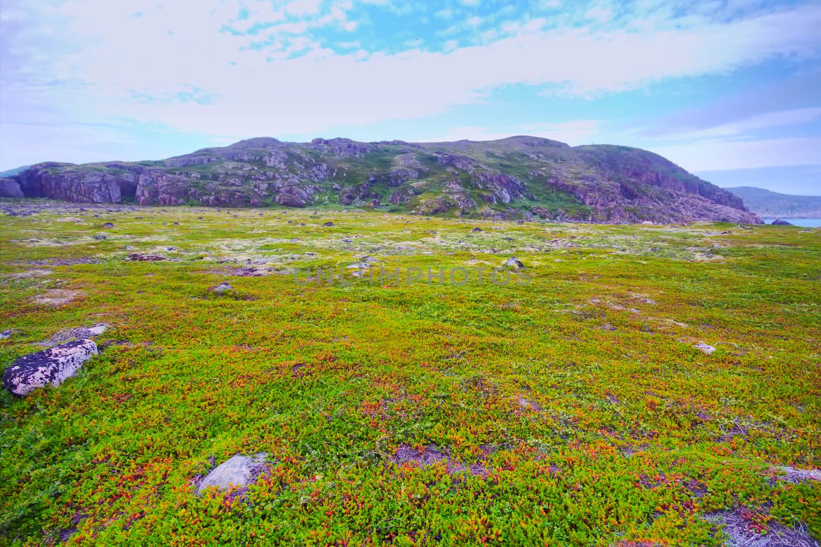 polar hills Scandinavian tundra in summer by max51288