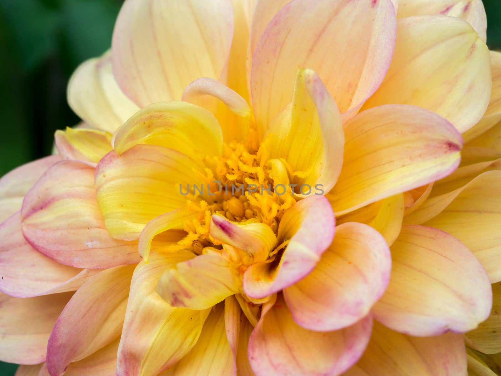Closeup of yellow Dahlia by frankhoekzema