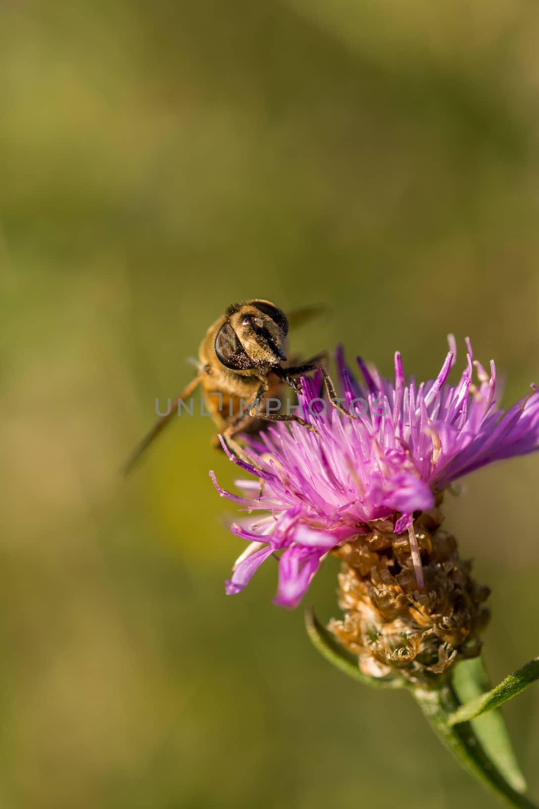 Solitary bee on a pink thistle flower