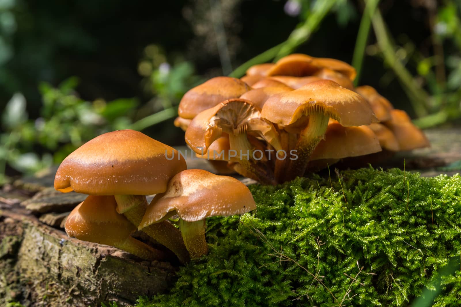 Closeup of a group of brown forest mushrooms