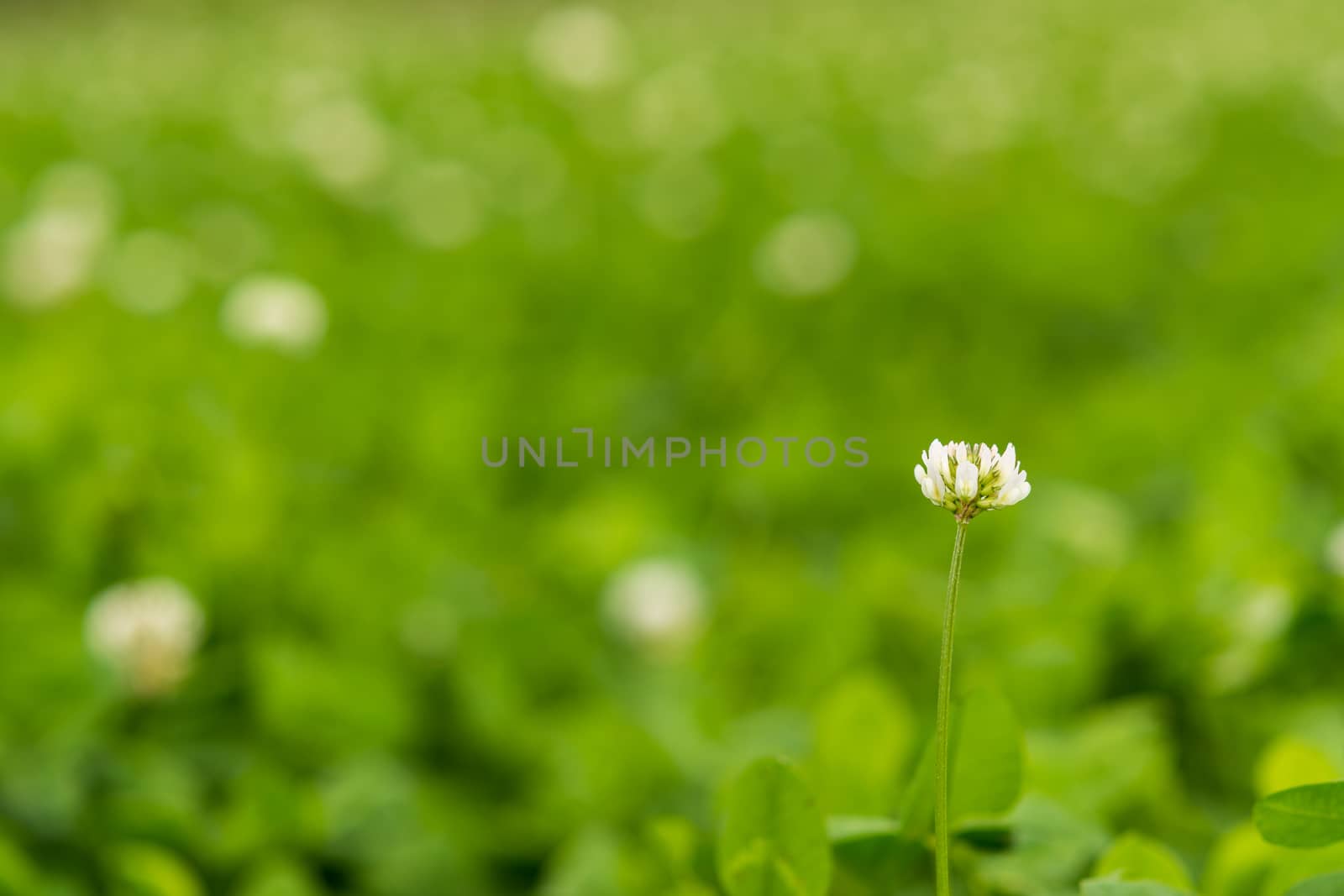 Solitary white wild flower by frankhoekzema