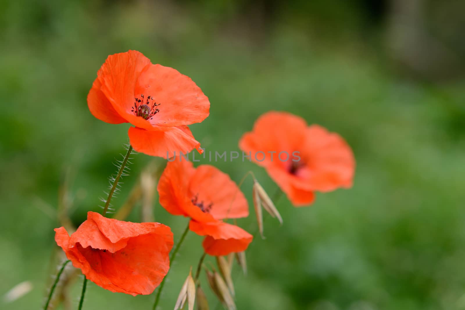 Closeup view of red poppies from side angle