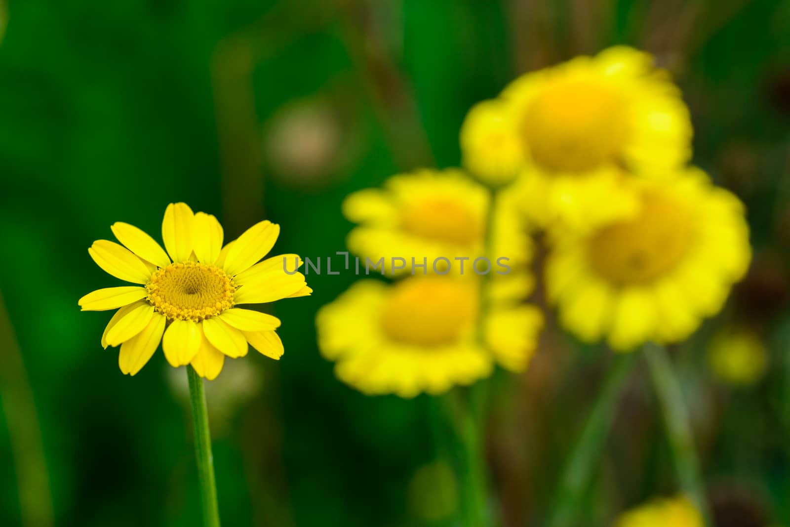 Closeup pf wild yellow flowers with blurred background