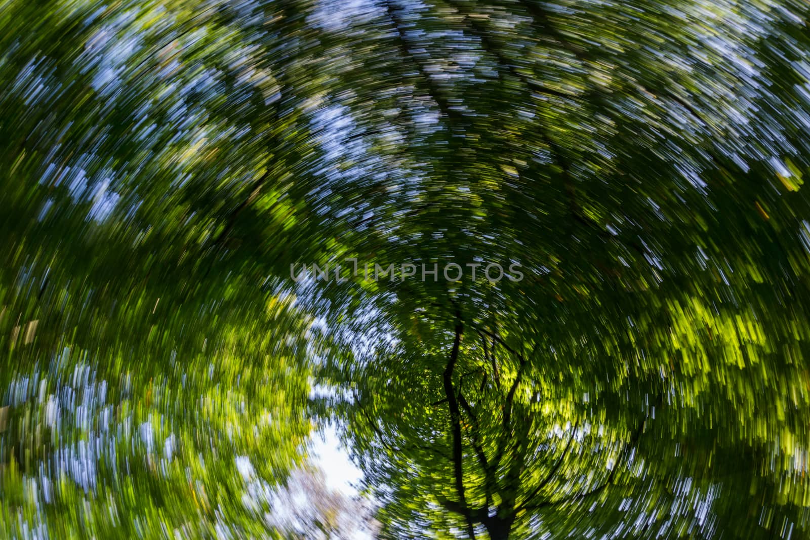 Rotation spin effect looking up through pine trees