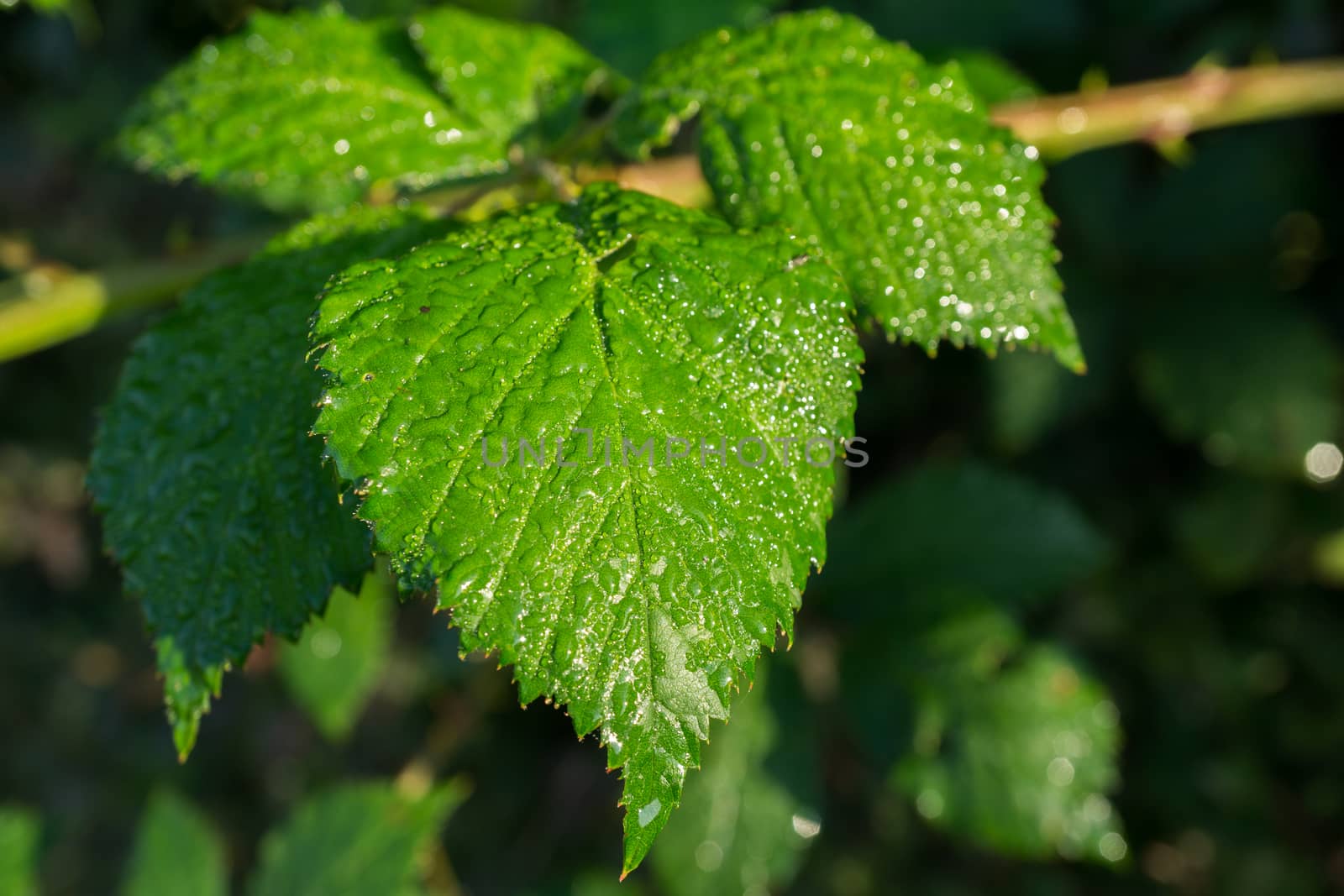 Wet green leaf by frankhoekzema