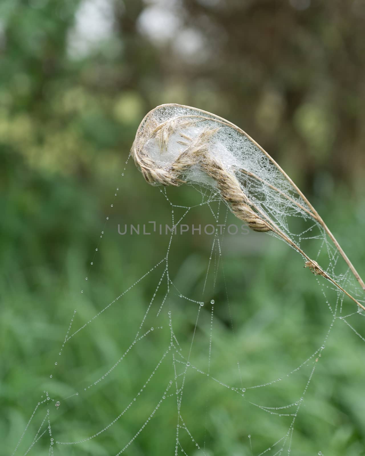 Messy wet spider web on a  blade of grass