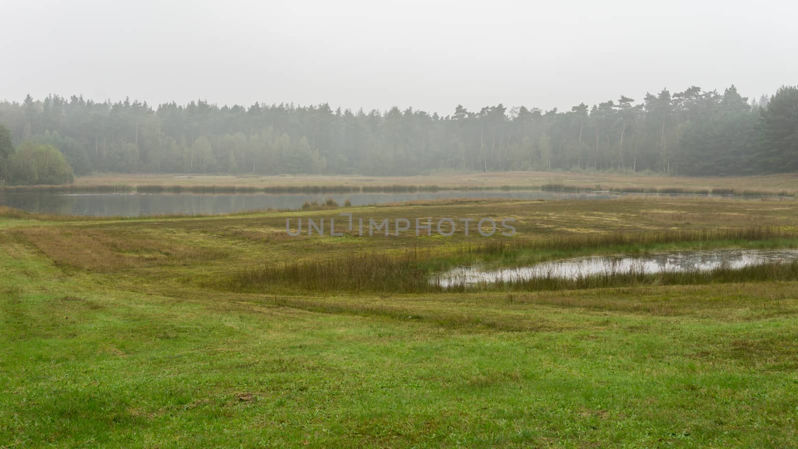 Wet open landscape between the forest in fog