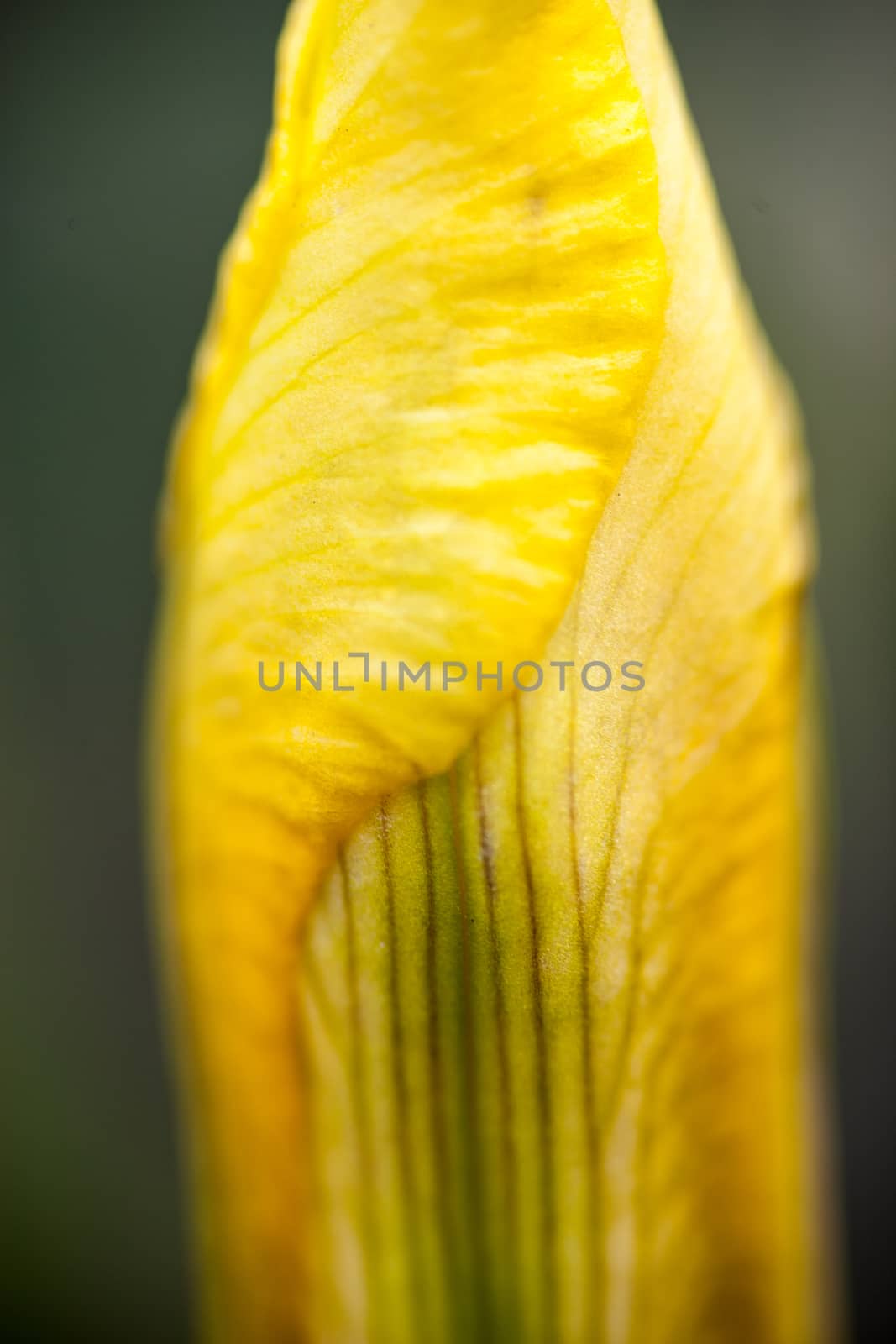Close up of the petal of the yellow iris flower.
