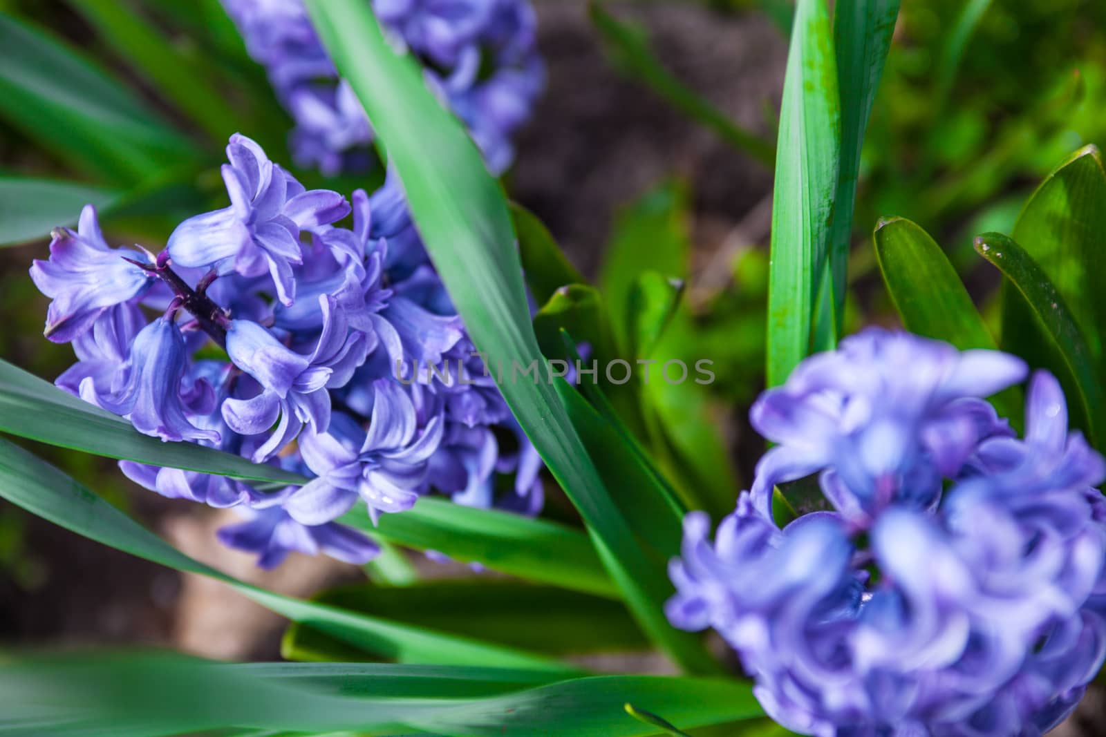 Blue flowers of Hyacinth  by rootstocks