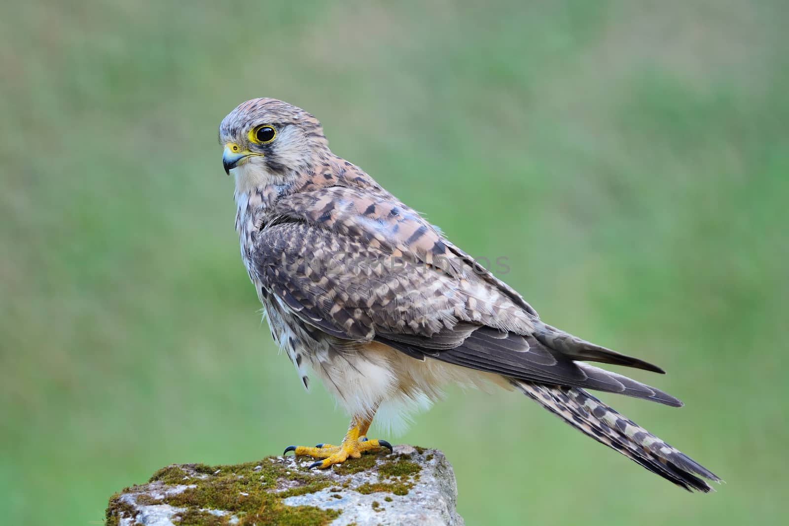 Beautiful female Common Kestrel (Falco tinnunculus), standing on the rock