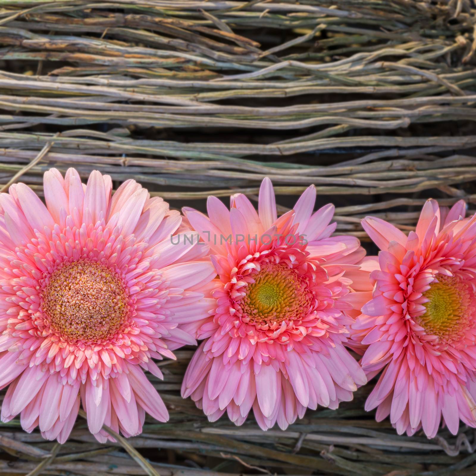 gerbera decoration by panuruangjan