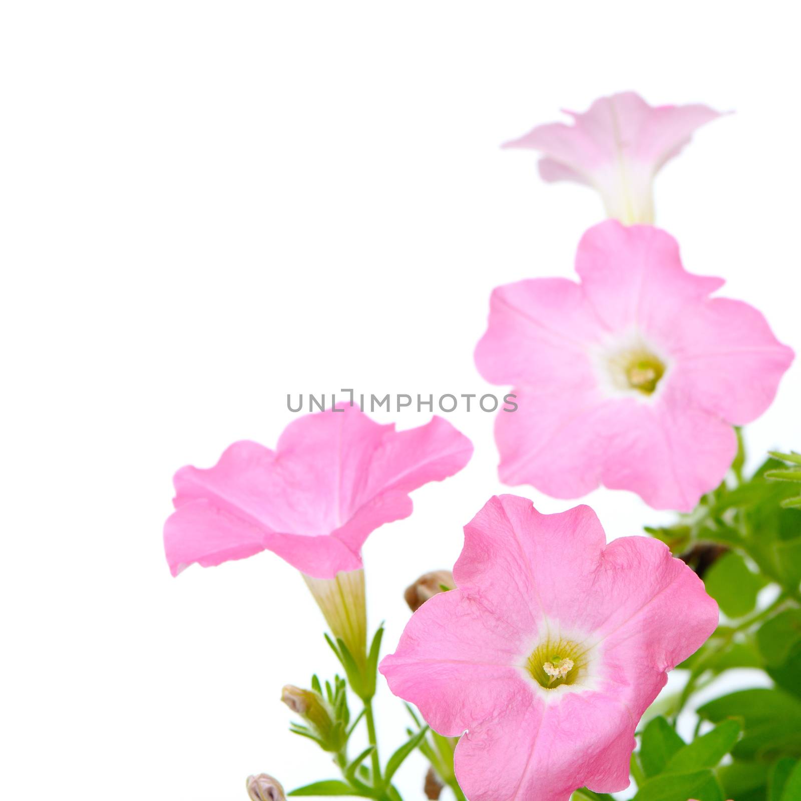 Colorful pink petunia, isolated on white background