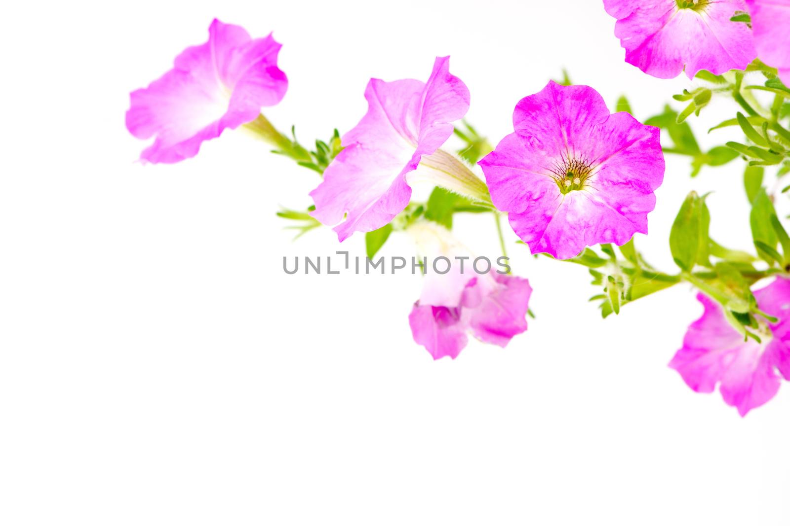 Colorful pink petunia, isolated on white background