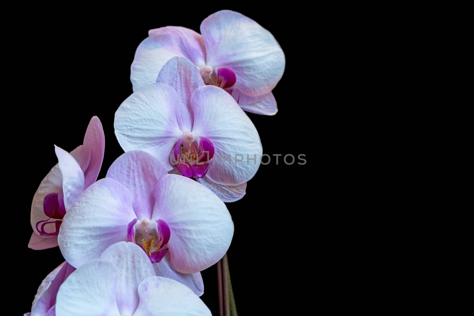 Pink phalaenopsis orchid flower, isolated on black background