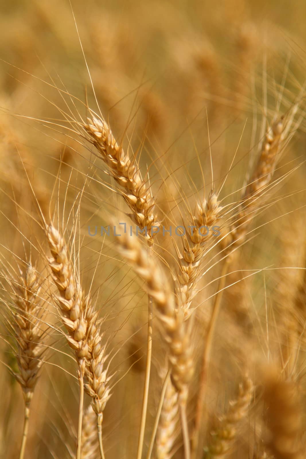 Yellow grain ready for harvest growing in farm field