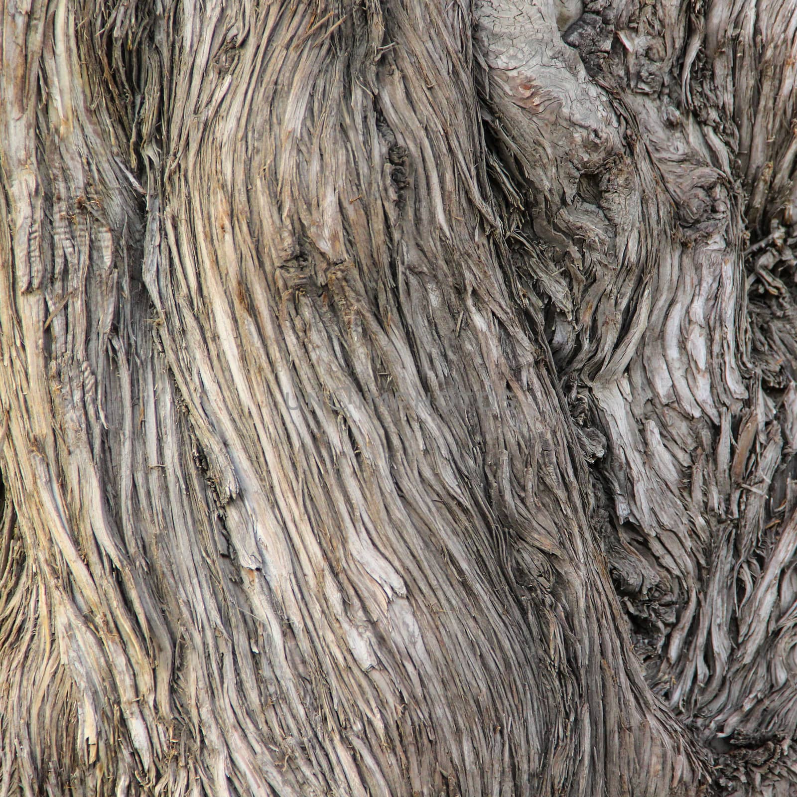 Texture tree bark by liewluck