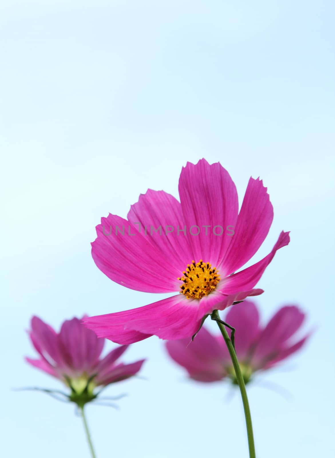 Pink cosmos flowers by liewluck