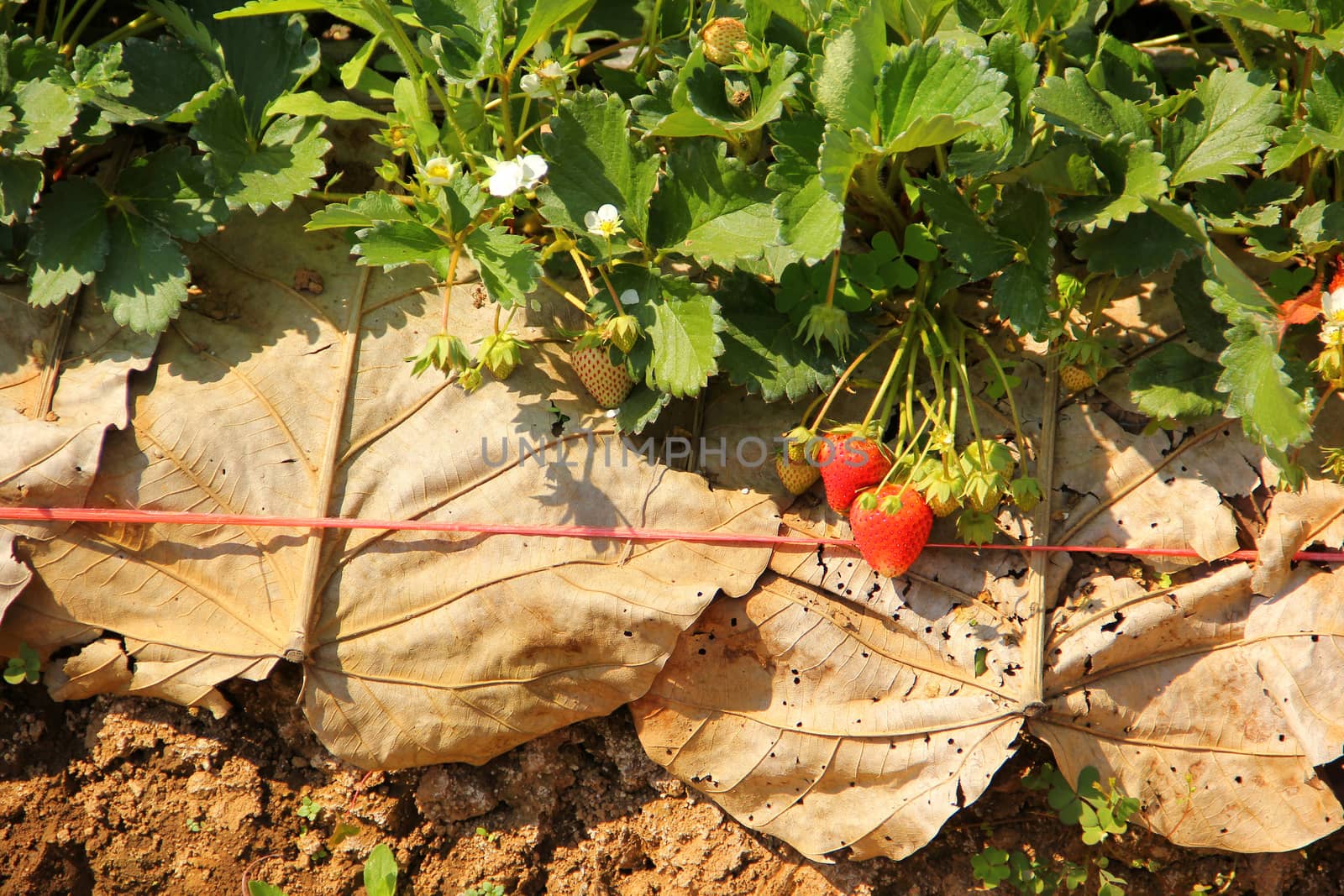 Agriculture farm of strawberry field by liewluck