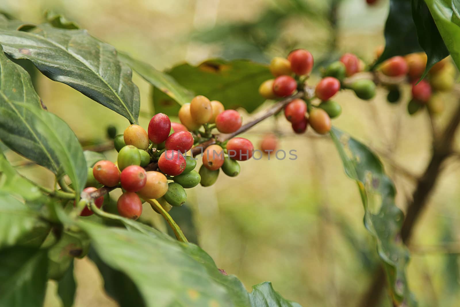 Coffee beans with branch on the tree