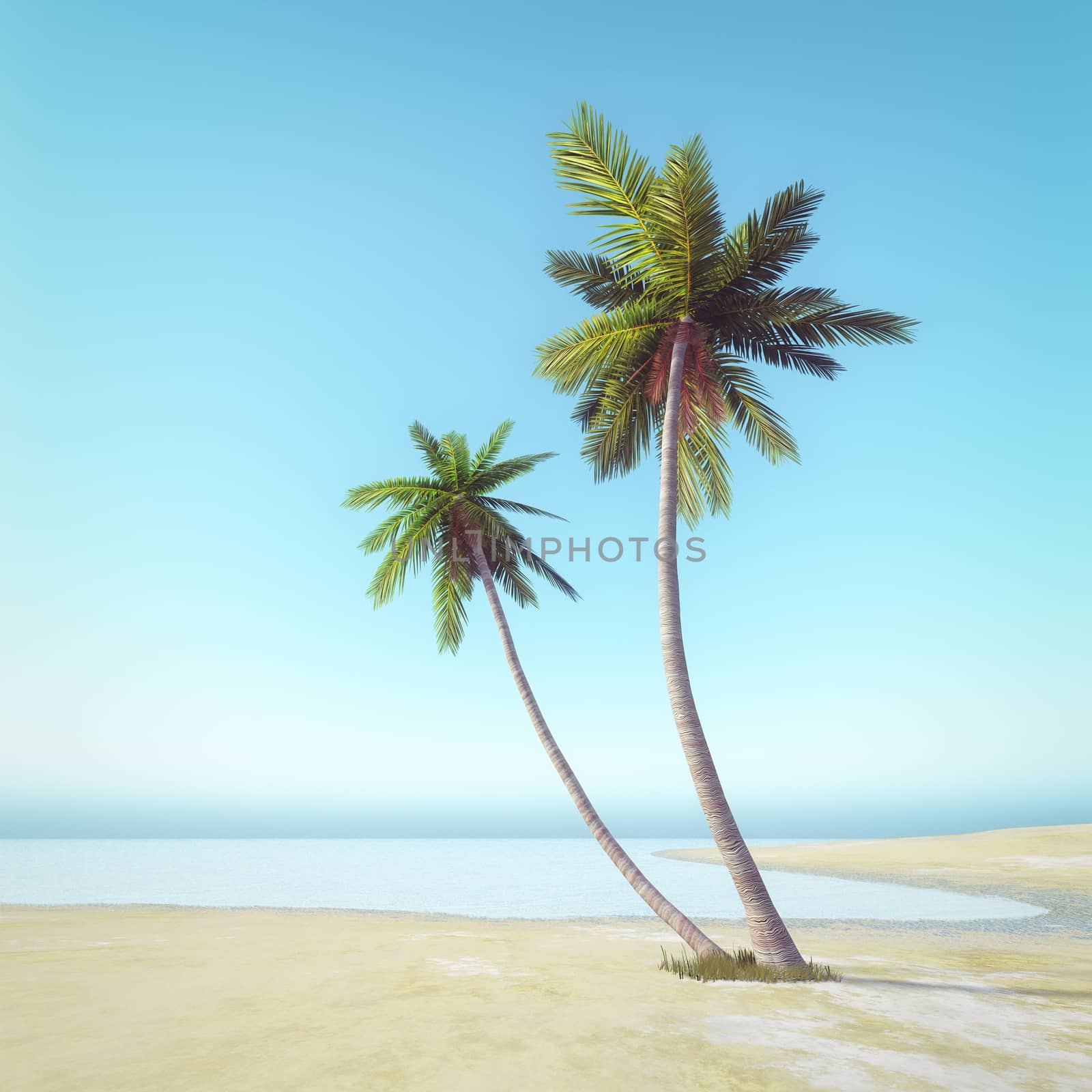 An image of a beautiful palm tree beach