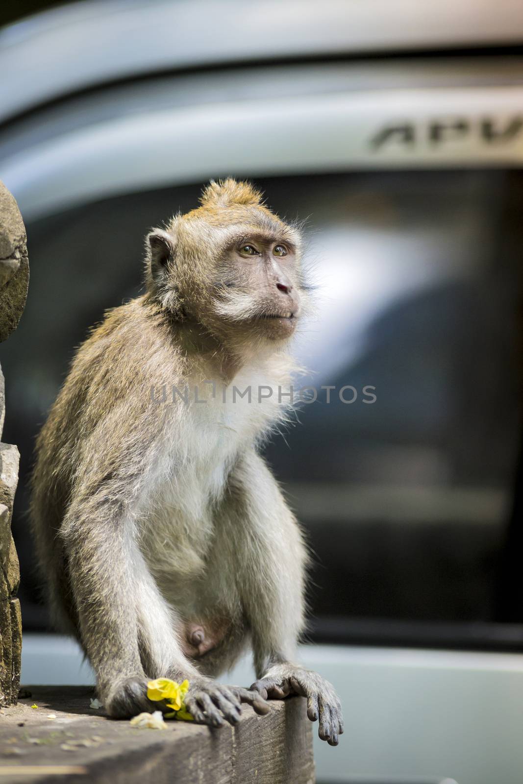 Monkey at Monkey Forest by truphoto