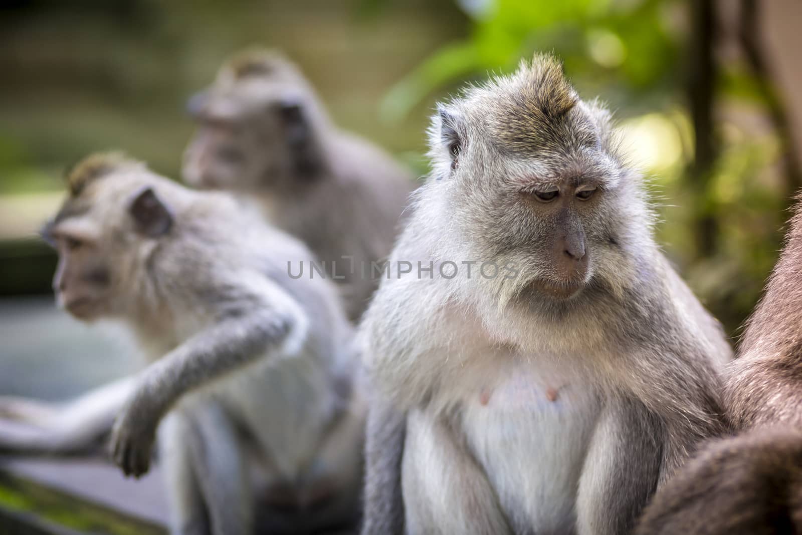 Monkey at Sacred Monkey Forest, Ubud, Bali, Indonesia