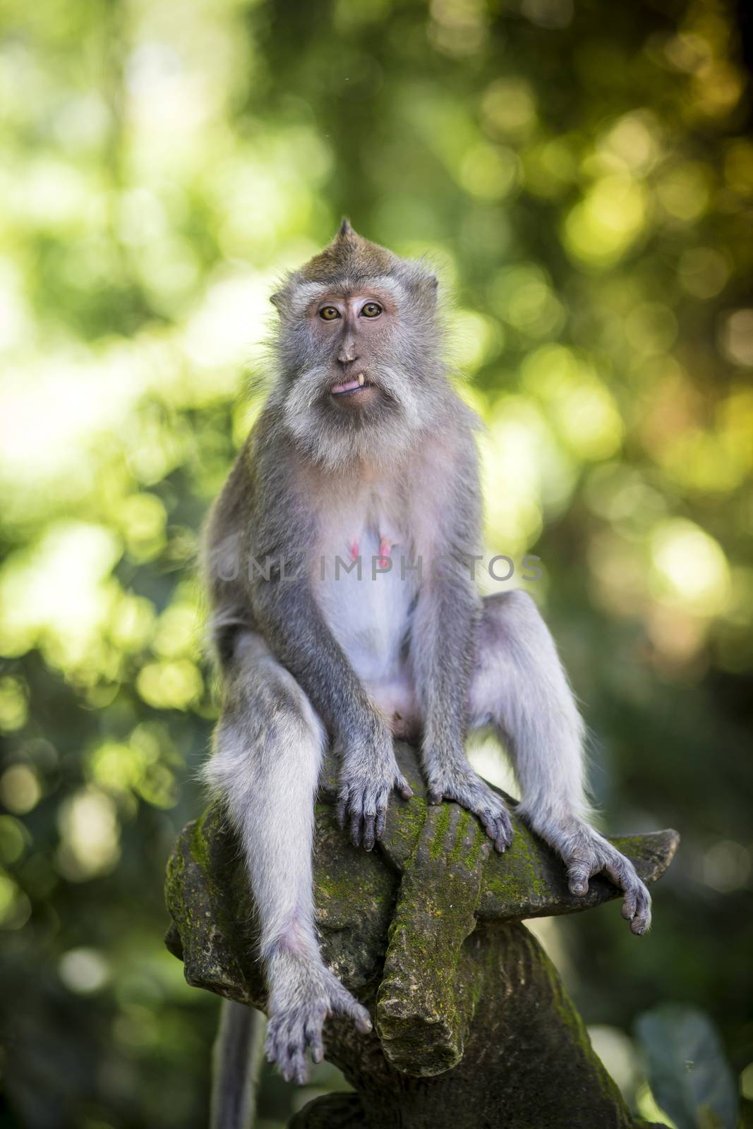 Monkey at Sacred Monkey Forest, Ubud, Bali, Indonesia