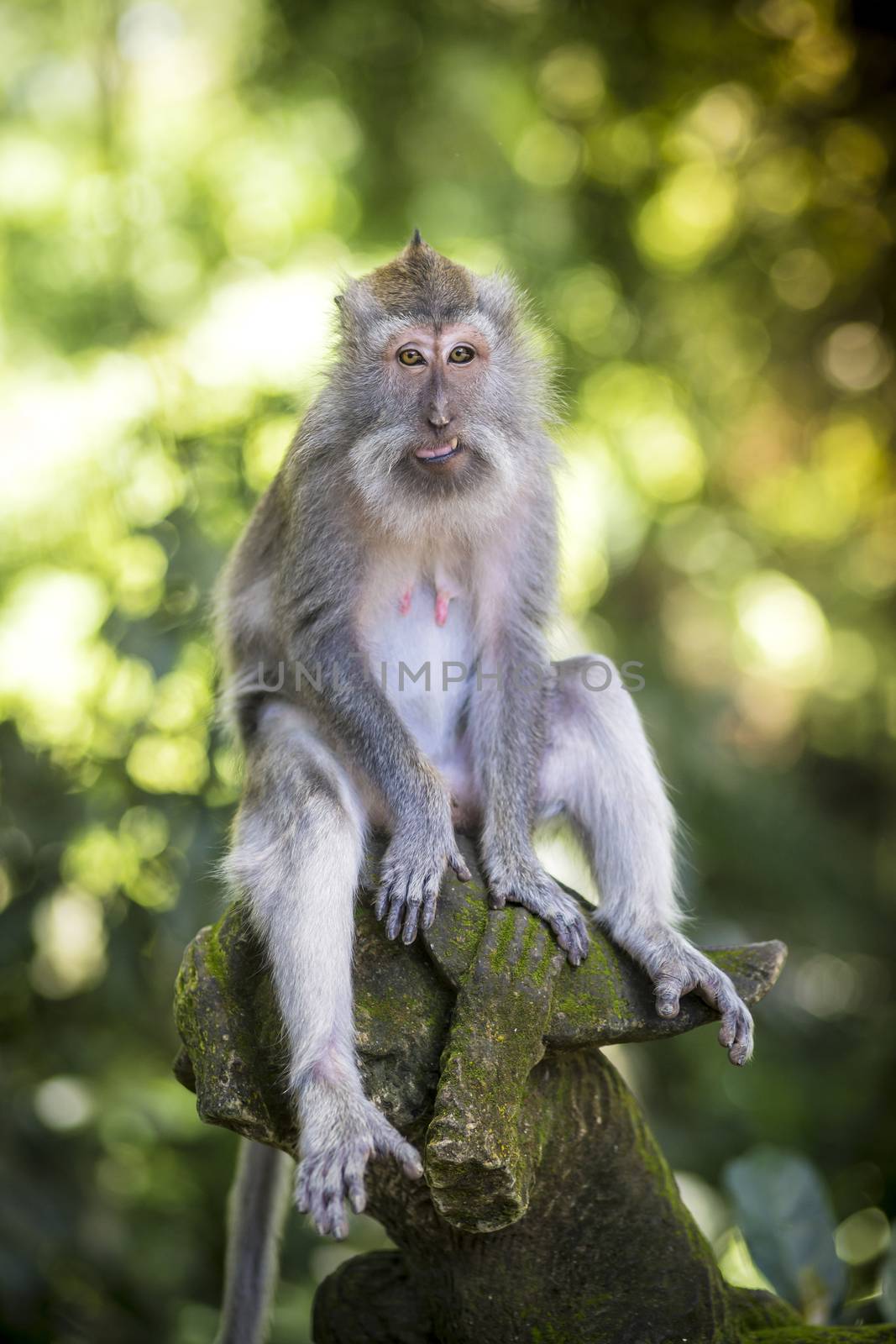 Monkey at Monkey Forest by truphoto