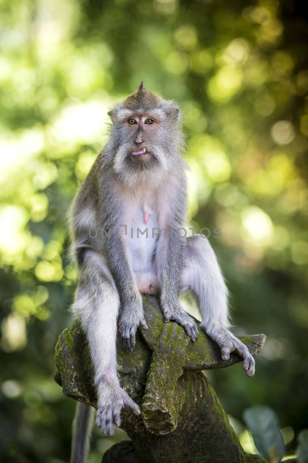 Monkey at Sacred Monkey Forest, Ubud, Bali, Indonesia