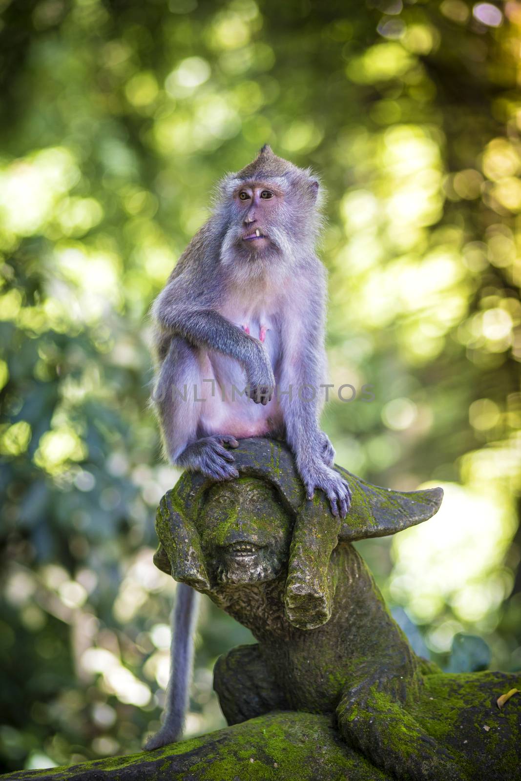 Monkey at Sacred Monkey Forest, Ubud, Bali, Indonesia