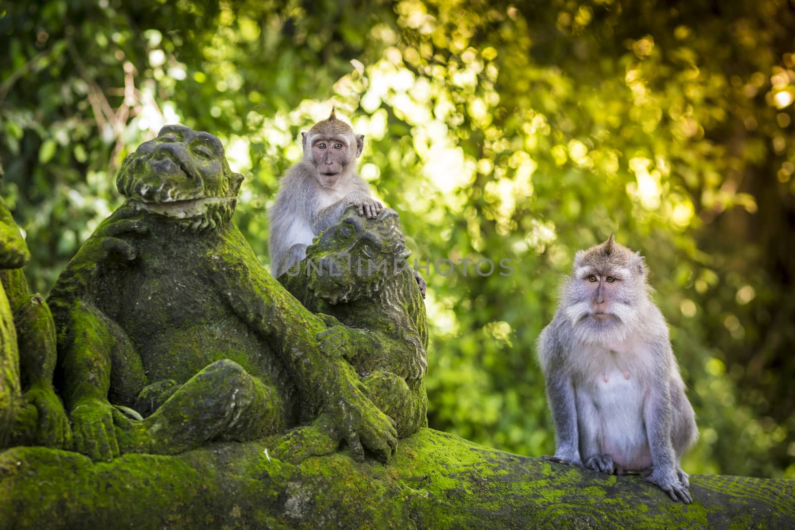 Monkey at Monkey Forest by truphoto