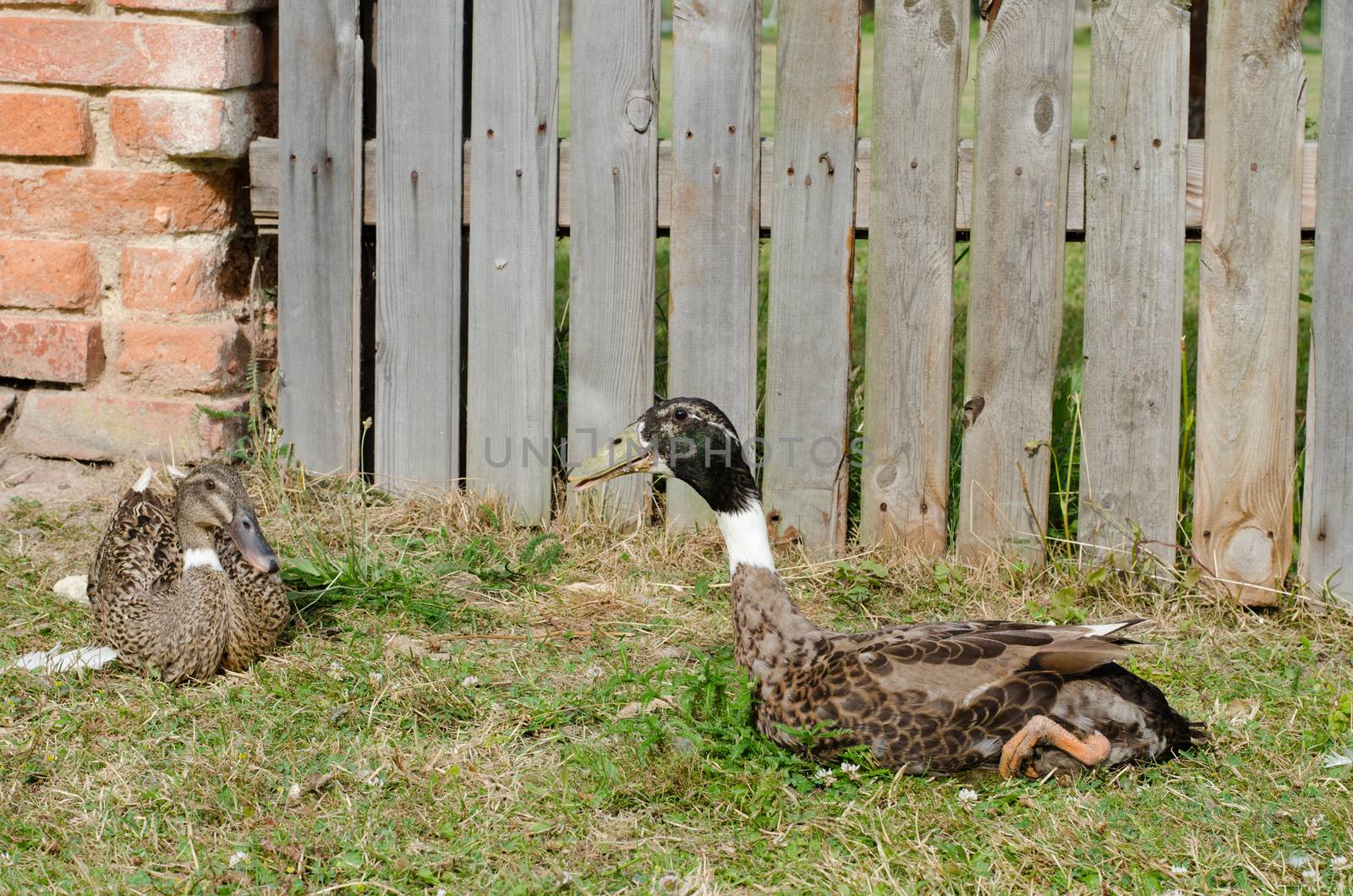 couple of indian runner duck